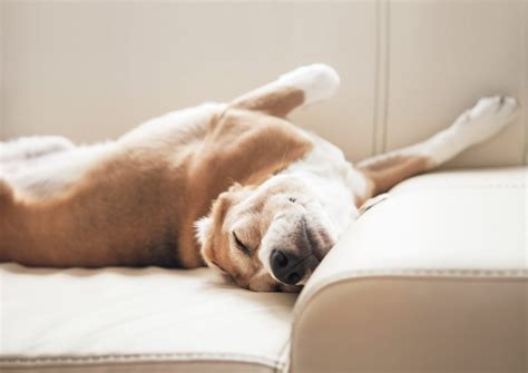 What Your Dogs Sleeping Position Will Tell You Readers Digest