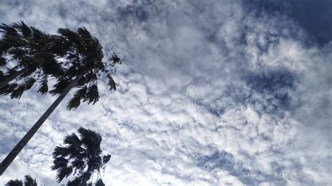 The Palm Trees During A Cloudy Sky Stock Image Image Of Branch Wind