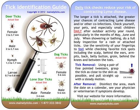 Lyme Disease Prevention Begins With Proper Tick Identification And
