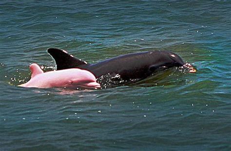 Hello Again Pinky Rare Pink Dolphin Spotted Playing In Ship Channel