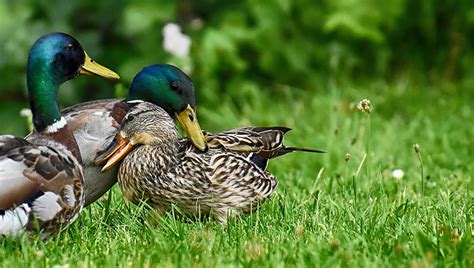 Ducks As Pets Keeping And Caring For A Pet Duck