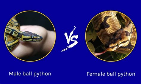 Male Vs Female Ball Python What Are The Differences A Z Animals