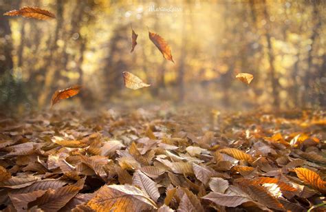 Dried Leaves Fall Nature Leaves Depth Of Field Wind Forest 1080p