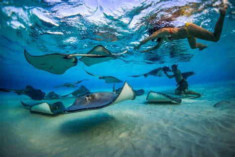 stingray city cayman islands information tips and tours — the beach