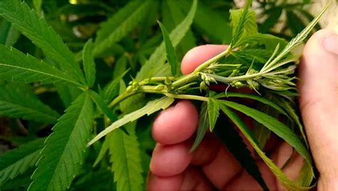 Comment Déterminer Le Sexe De Vos Plantes De Cannabis Fast Buds Graines De Cannabis Autofloraison