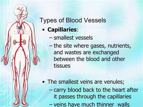 Biology Project Circulatory System Vijay Raja Std Vii Navdeep With