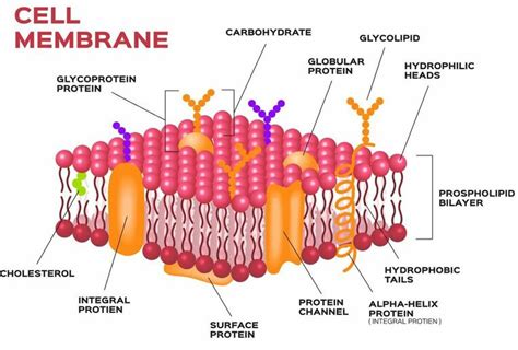 Describe The Basic Structure Of The Cell Membrane Urijahkruwwebb