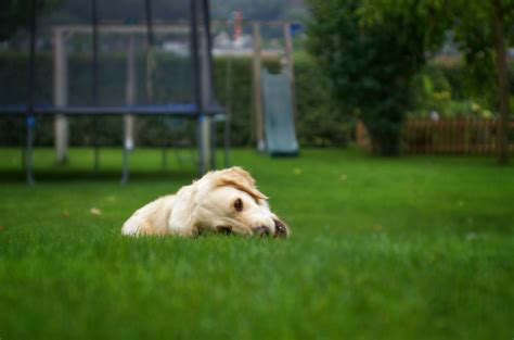 Can Dogs Be Allergic To Artificial Grass Born For Pets