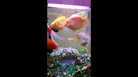 My Blood Parrot Fish Mating Youtube