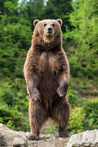 Big Brown Bear Standing On His Hind Legs Stock Photo Download Image