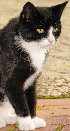 There are various patterns of bicolor cat. Look how the nose is colored in with a marker. :-) cute ...