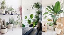 Plantas de interior en decoración; tipos y consejos para casa