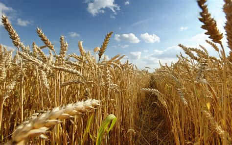 Dry Golden Wheat Field Blue Sky Hd Wallpaper Hd Nature Wallpapers