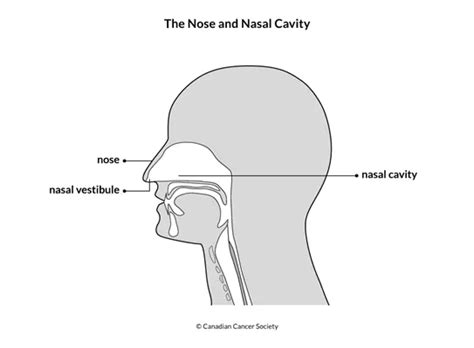 The Nasal Cavity And Paranasal Sinuses Canadian Cancer Society
