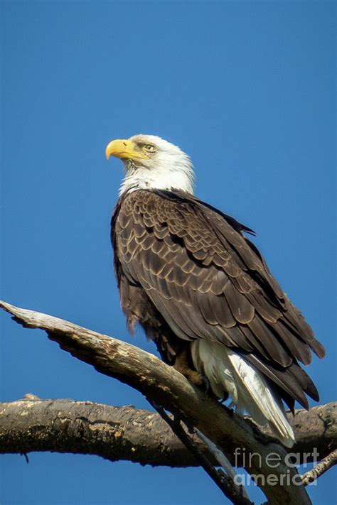 Keeping Watch Photograph By Eleanor Abramson Fine Art America