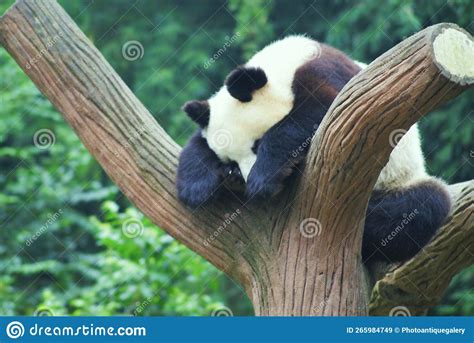 A Cute Panda Cub Sleeping On A Tree Trunk Stock Image Image Of Cute