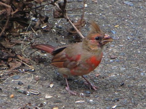 Juvenile Male Northern Cardinal Starting To Show His Reds In