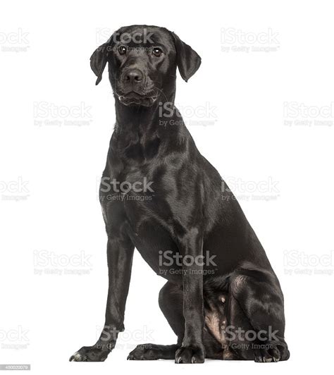 Labrador Retriever1 Year Old Sitting And Facing Isolated Stock Photo