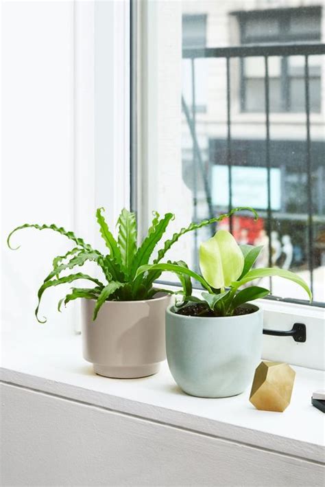 Maybe you would like to learn more about one of these? 25 Best Gifts for Plant Lovers - Unique Plant Gift Ideas