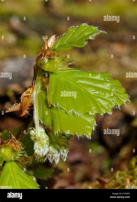 Spring Beech Leaves And Flowers Fagus Sylvatica Stock Photo Alamy