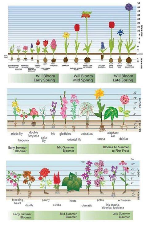 Planting Guide Garden Bulbs Plants Lawn And Garden