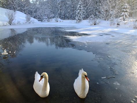 Twin Swans In Winter Winter Scenes Winter Magic Nature