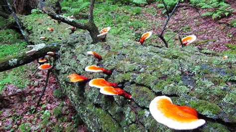 Alibaba.com offers 281 linh chi mushroom products. Rambling Hemlock: The Sylvania Wilderness of Michigan