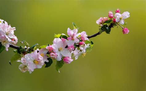 Wallpaper Flowers Plants Macro Branch Blossoms Cherry Blossom