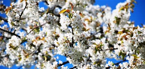 Hrdliččin zval ku lásce hlas, kde borový zaváněl háj. Oslavte 1. máj, lásky čas s Frutikem. Dárky pro všechny ...