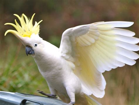 Hello Cocky This Is An Excited Sulphur Crested Cockatoo Flickr