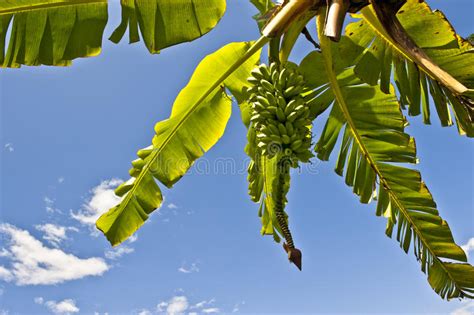 Banana Bunch Hanging From The Tree Stock Photo Image Of Growth