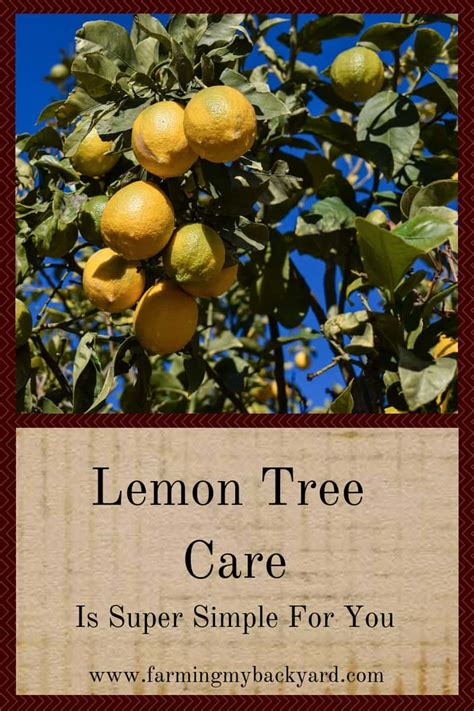 Lemon Tree Care Is Super Simple For You Farming My Backyard