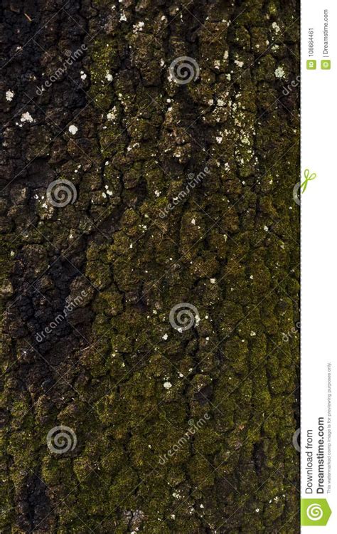 Texture Mossy Bark On Rain Forest Tree Background Stock