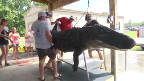 massive alligator caught in florida