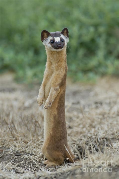 Long Tailed Weasel Photograph By Anthony Mercieca Pixels