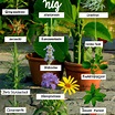 10 plantas medicinales y sus nombres - Revista Global