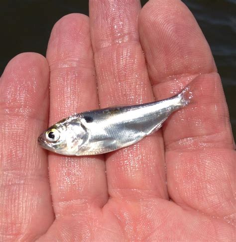 Fry-size shad provide tasty treat for bass and anglers - al.com