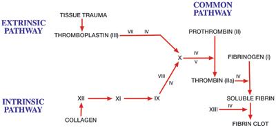 Coagulation Cascade Diagram Simple