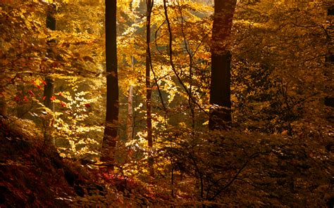Leaves Nature Landscapes Trees Forest Woods Autumn Fall Light Wallpaper