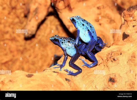 Blue Poison Dart Frog Adult South America Dendrobates Azureus