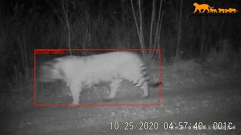 VIDEO VIRAL Tigres siberianos en peligro de extinción son captados en