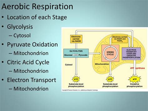PPT Aerobic Cellular Respiration PowerPoint Presentation Free
