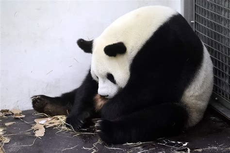 Pregnant Panda Finally Reveals Newborn To Zookeepers And Brings Them To