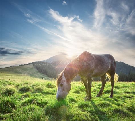 Horse In The Sun On The Green Mountain Pasture Stock Photo Image Of