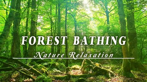 Relaxing Nature Ambience Meditation 🌳 Healing Sounds Of A Lovely