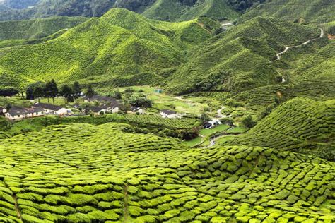 Cameron Highlands Pahang State Malaysia Stock Photo Image Of Leaf