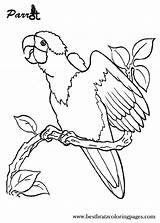 Coloring Pages Kids Parrot Animal Jungle Animaux Printable Parrots sketch template