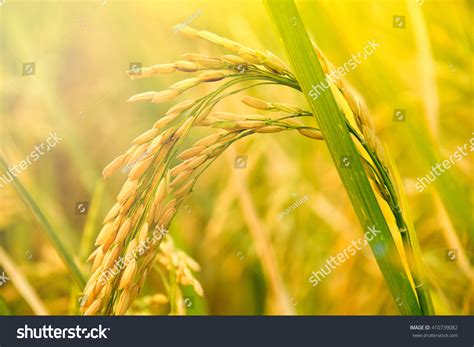 Close Up Of Yellow Paddy Rice Plant On Field Stock Photo 410739082