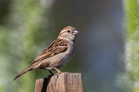 Bird Sparrow Wildlife Wallpaper Resolution2048x1365 Id1151098