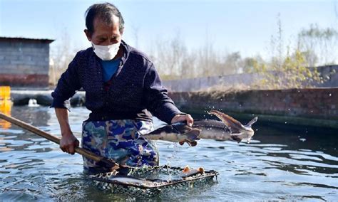Fish Farming Benefits Locals In N Chinas Hebei Province Global Times